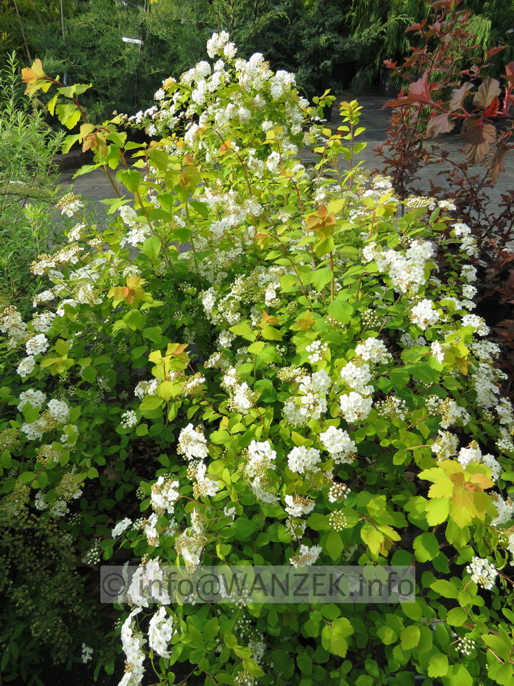 Spiraea vanhouttei Gold Fountain 01.JPG